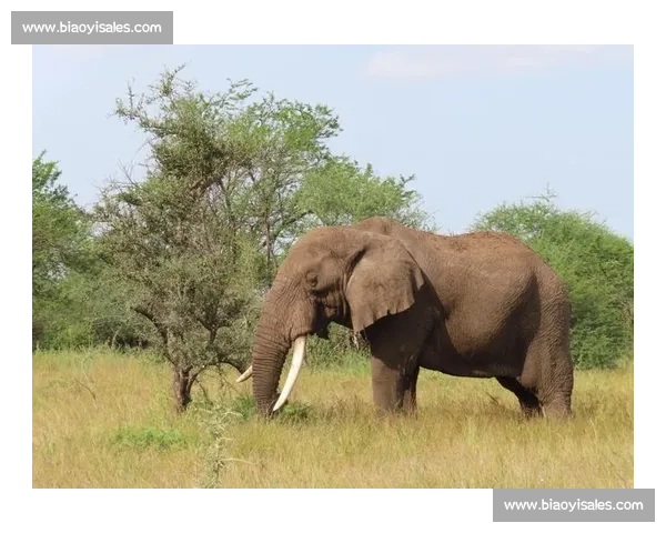 佩德里非洲 Safari 玩心跳:与狮共舞求生欲爆棚 佩德里非洲 Safari 玩心跳:与狮共舞求生欲爆棚